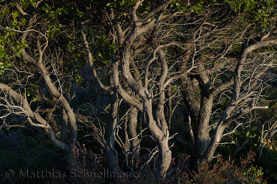 Strawberry trees, Arbutus unedo, Alonnisos, Greece