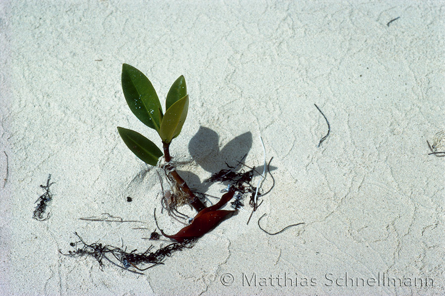 Mangrove seedling, Caribbean